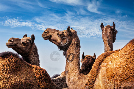 普什卡骆驼博览会自然著名的高清图片