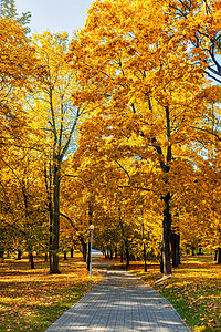 秋天的颜色落公园里,黄叶树叶树秋天公园图片