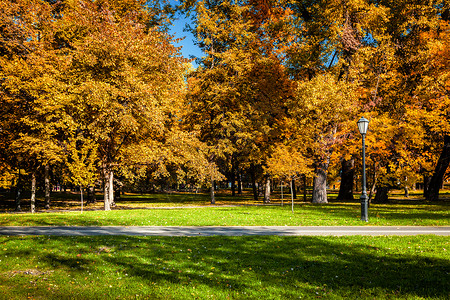 秋天的颜色落公园里,黄叶树叶树绿草秋天公园图片