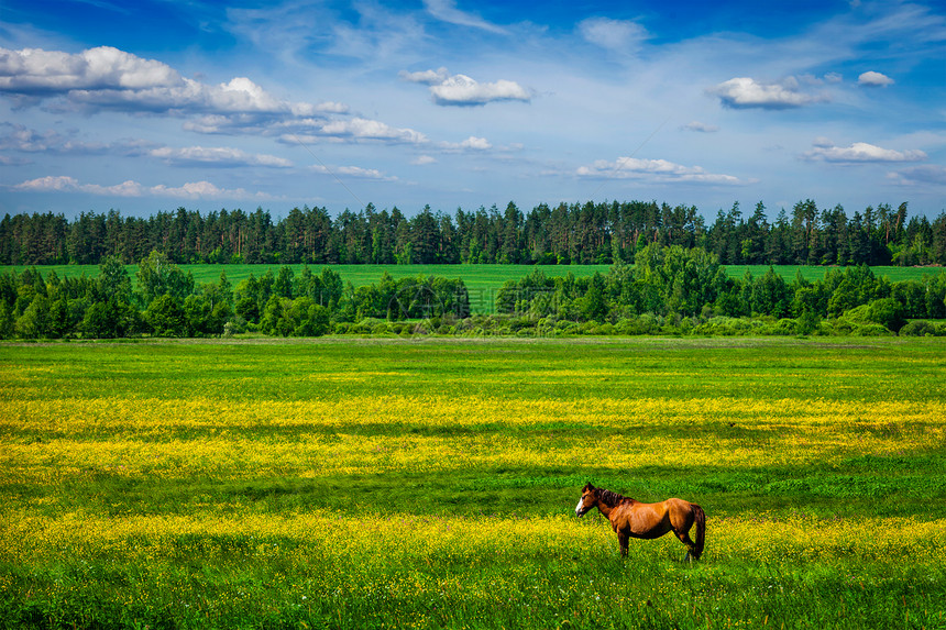 绿草田草甸风光蓝景蓝天下带牧马绿色风景与马兰斯普图片