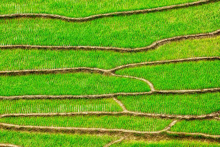 越南萨帕附近的绿色稻田梯田稻田梯田图片