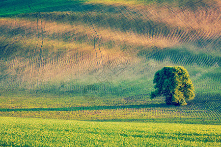 厉害了我的国复古效果过滤了捷克共国莫拉维亚滚动田野景观中孤独树的时髦风格形象落田野里的孤独的树背景