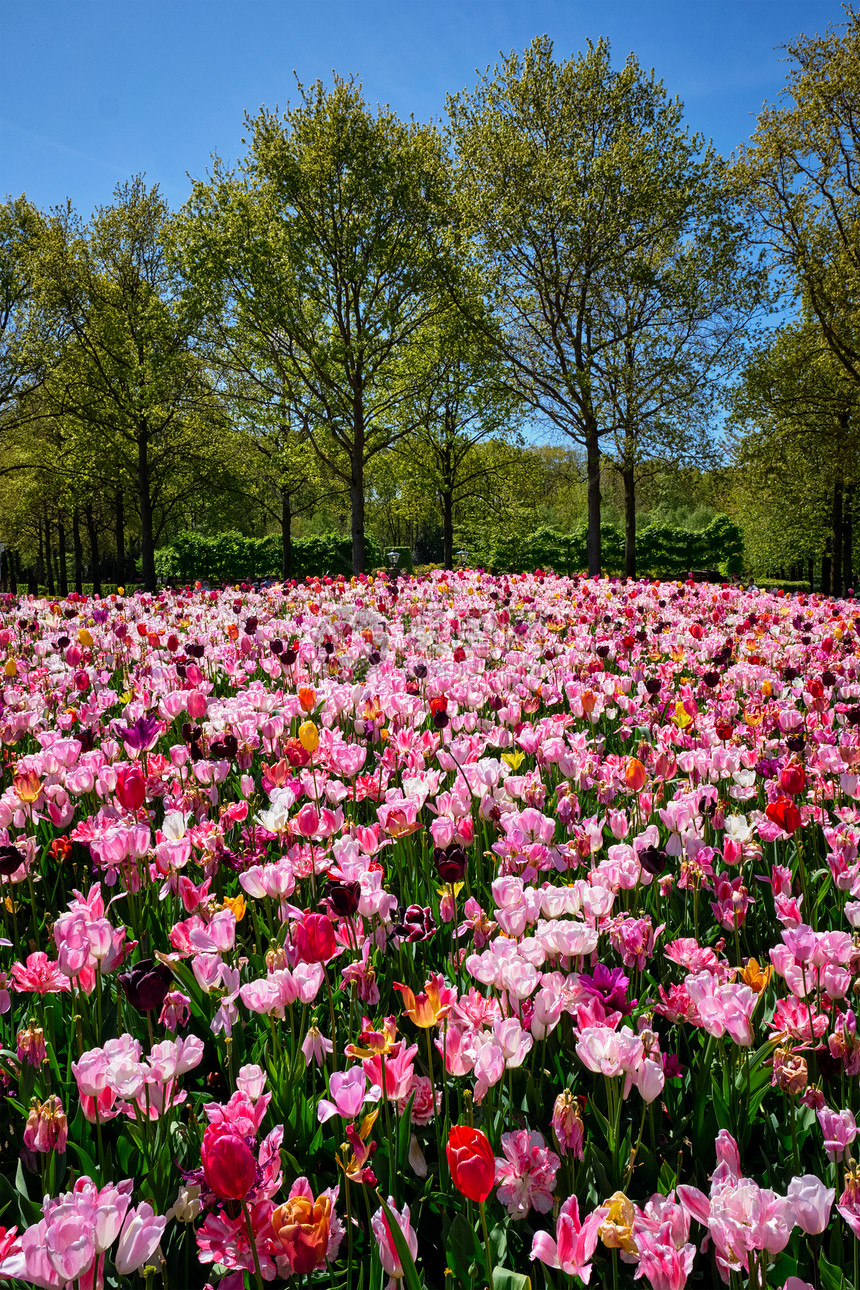盛开的郁金香花坛科肯霍夫花园,也被称为欧洲的花园世界上最大的花园受欢迎的旅游景点之荷兰荷兰基肯霍夫花圃里盛开的图片