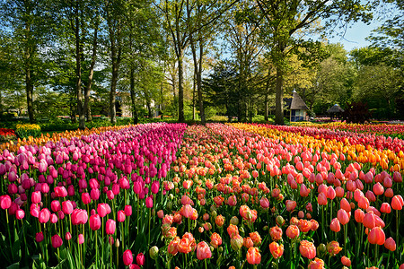 开肯霍夫花圃盛开的郁金香花坛,也被称为欧洲花园,世界上最大的花园之受欢迎的旅游景点荷兰荷兰基肯霍夫花圃里盛开的郁金香背景图片
