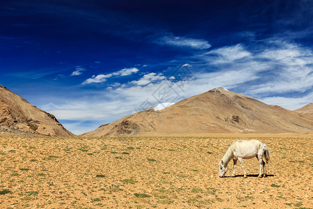白马喜马拉雅山放牧拉达克,查谟克什米尔,喜马拉雅山放牧的马拉达克,喜马拉雅山脉高清图片素材
