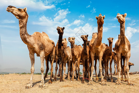 骆驼博览会户外的蓝色高清图片