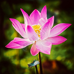 复古效果过滤时尚风格的亚洲莲花形象特写莲花靠近点背景图片