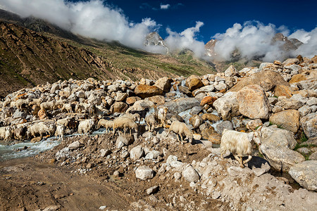 科洛米纳喜马拉雅山脉羊毛高清图片