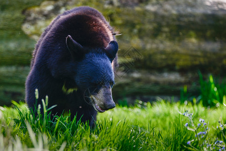 美国黑熊ursusAmericanus郁郁葱葱的森林景观食肉动物高清图片素材