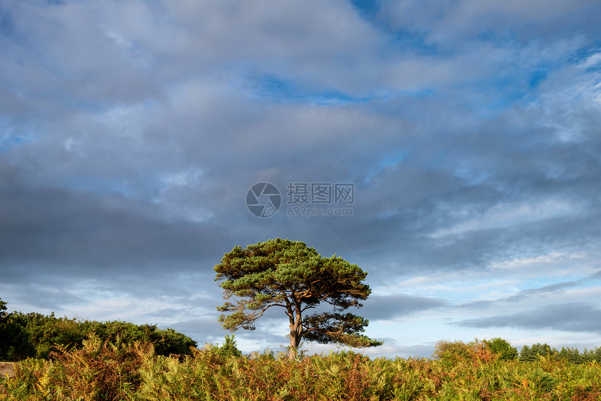 美丽的夏季日落景观形象的Bratley视图新森林公园英格兰图片