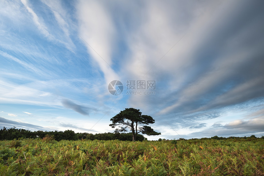 美丽的夏季日落景观形象的Bratley视图新森林公园英格兰图片