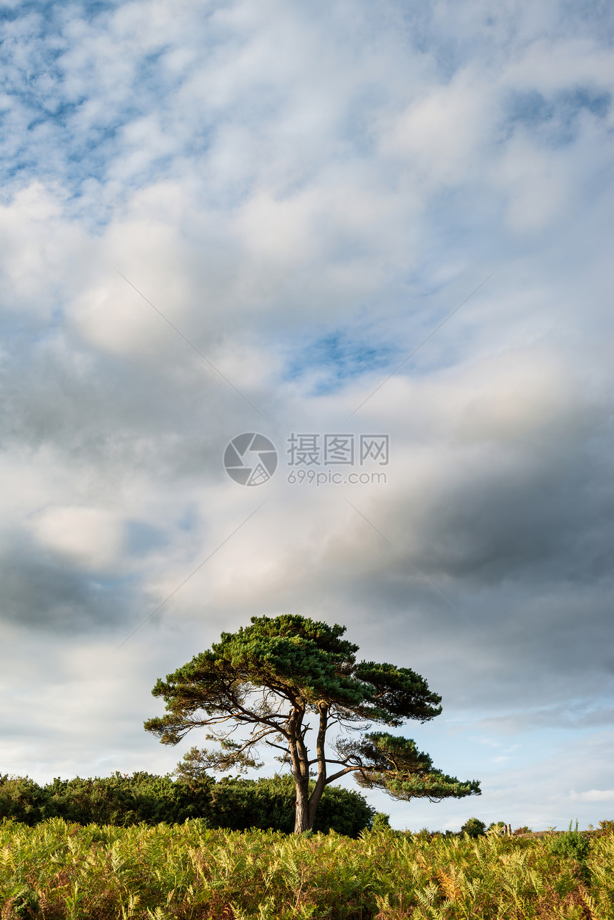 美丽的夏季日落景观形象的Bratley视图新森林公园英格兰图片