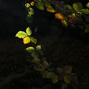 美丽的细节形象,充满活力的秋天落叶绚丽的聚光灯下的自然图片