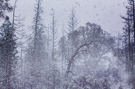 森林里下雪的暴风雪图片