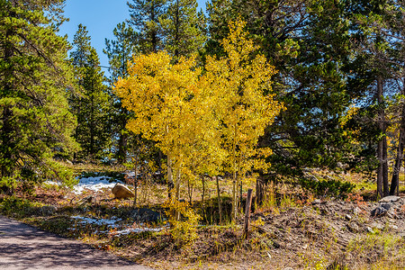 季节变化,次雪秋季白杨树科罗拉多州,美国图片