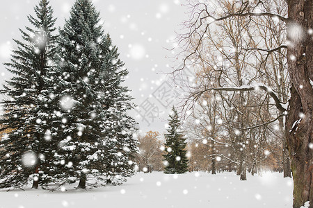 季节,自然,景观诞冬季森林公园与冷杉树雪冬季森林公园,冷杉树雪背景图片