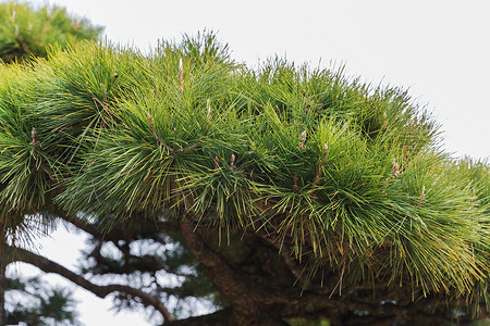 自然植物的绿色松树枝绿色松树树枝图片