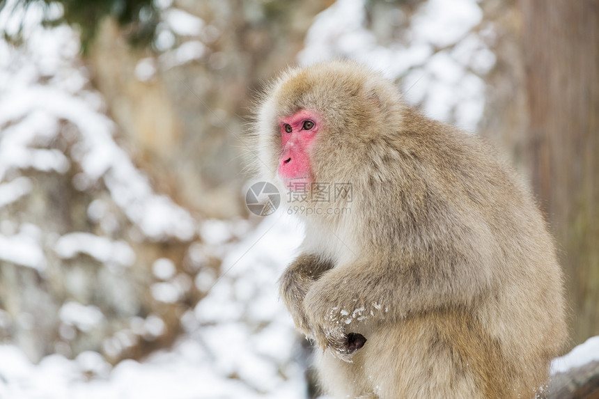 动物,自然野生动物日本猕猴雪猴吉戈库丹公园日本猕猴雪猴吉高丹公园图片