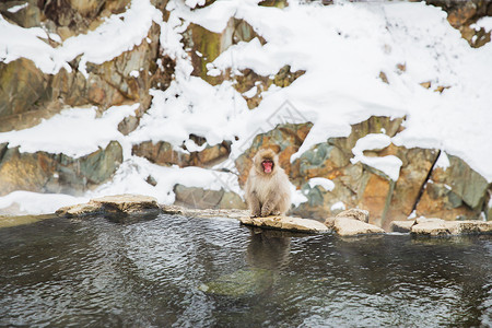动物自然野生动物日本猕猴雪猴吉戈库达尼公园图片