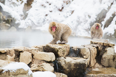 动物自然野生动物日本猕猴雪猴吉戈库达尼公园的温泉日本猕猴雪猴温泉图片