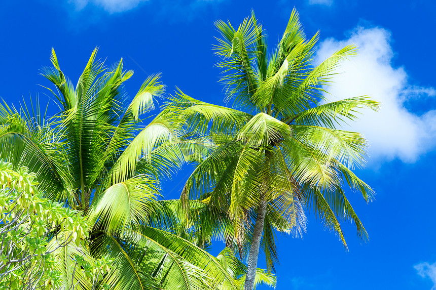 夏天异国情调的自然蓝天上的棕榈树蓝天上的棕榈树图片