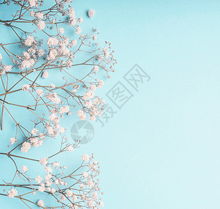 浅蓝色花卉背景与白色果蝇花为您的婴儿呼吸花帕塞尔蓝色桌平坦的春天夏天图片