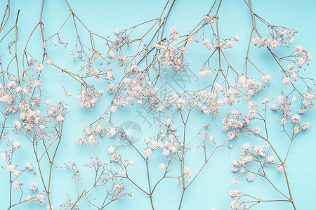 浅蓝色花背景与白色果蝇花背景图片
