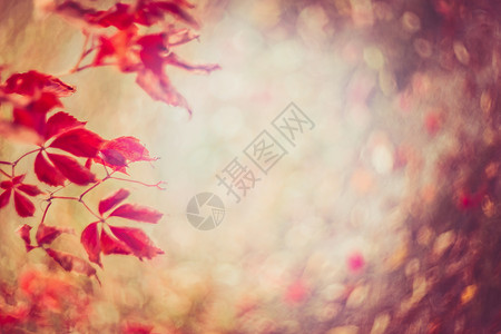 秋天的自然背景,红叶树叶图片