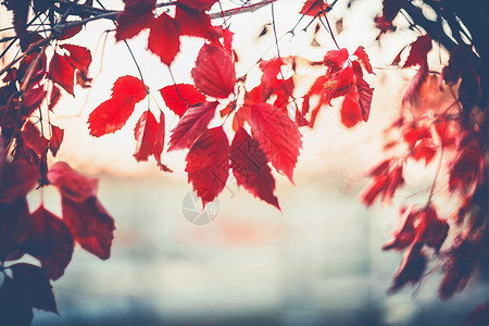 秋天的自然背景与悬挂弗吉尼亚树枝叶,户外高清图片