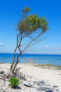 太平洋岛屿上白色沙滩上的树图片