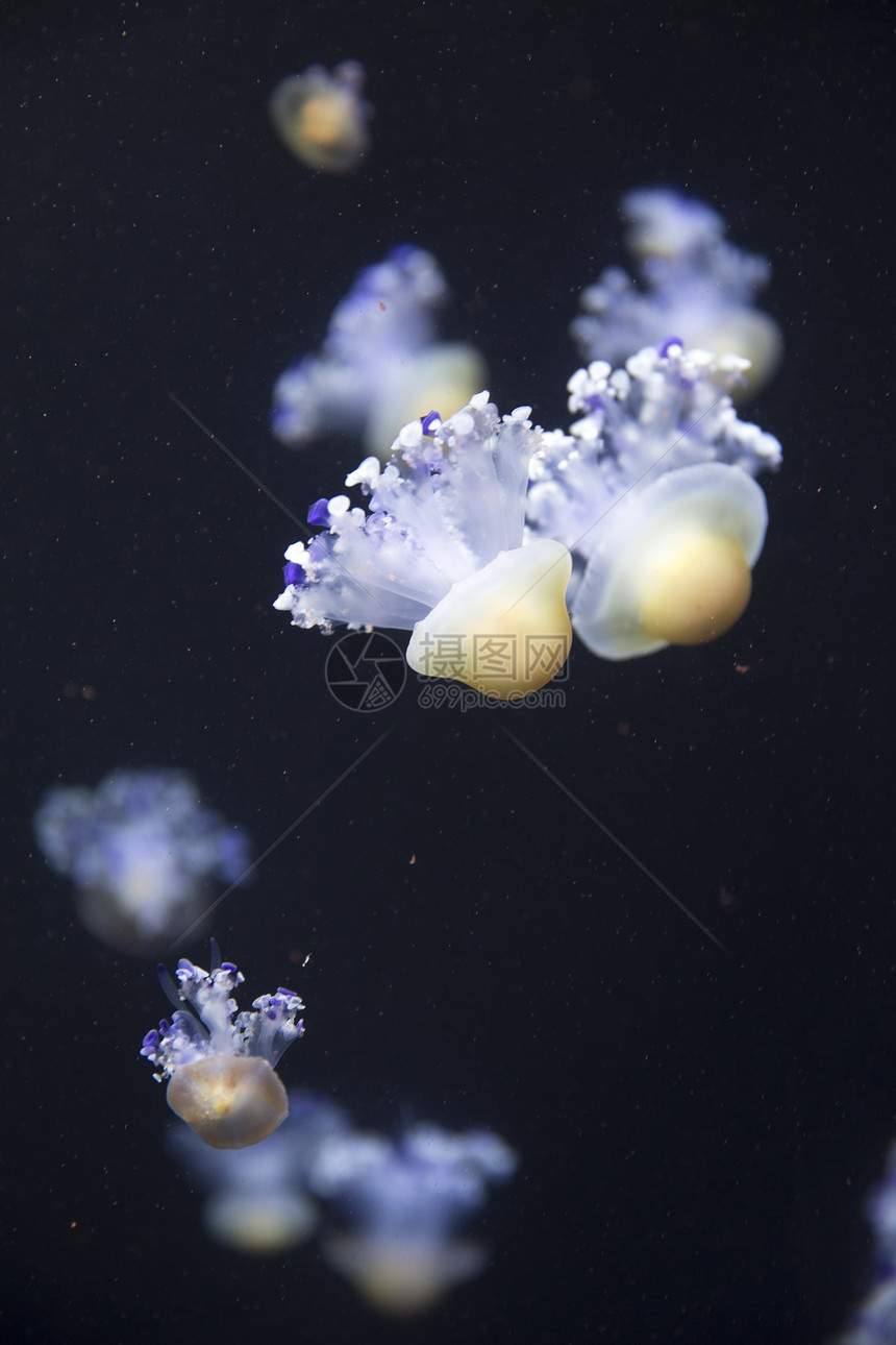 明亮的水母漂浮黑暗的海水中图片