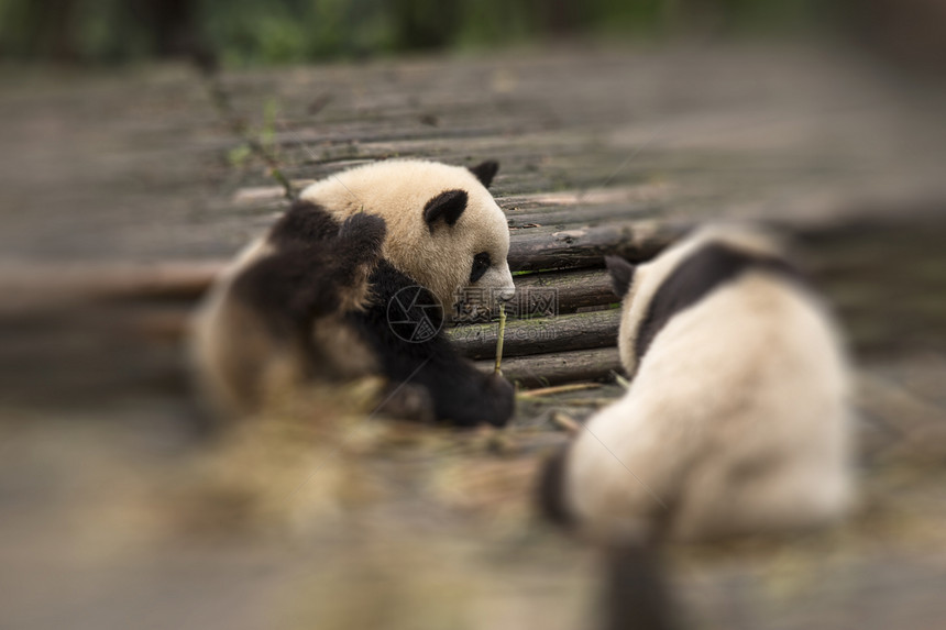 熊猫坐森林里吃竹子图片