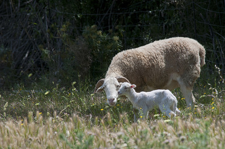 塔斯科尼斯母羊她的羔羊高清图片