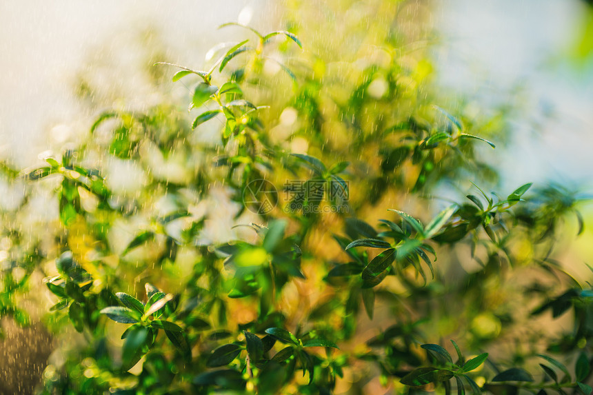 室内浇水植物抽象背景图片