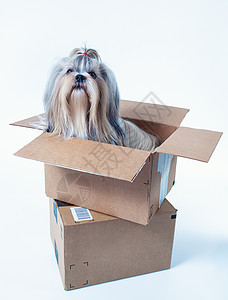 施子狗坐纸板箱里邮政礼物的白色背景上图片
