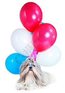 长发狮子狗假日用红色,蓝色白色的气球白色背景上节日庆祝图片