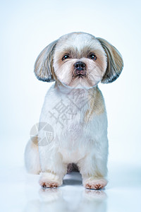石子狗,短发后梳洗前景明亮的白色蓝色背景图片