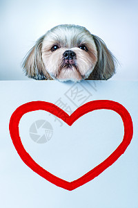 石子狗,红色心形纸上明亮的白色蓝色背景图片