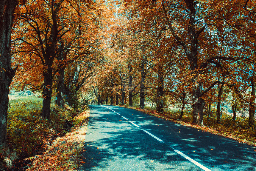 秋天的路大树图片