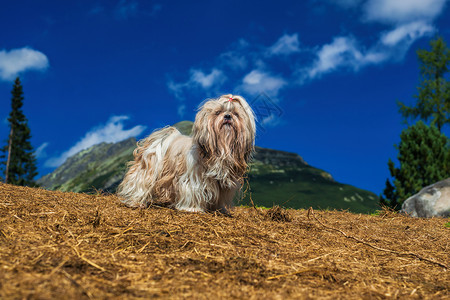 石子狗站山的背景上图片