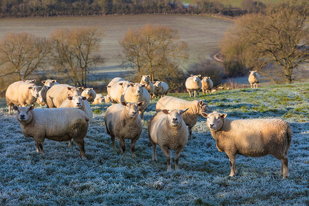 英国英国乡村的寒冷寒冷寒冷的冬季农场田地里的羊图片