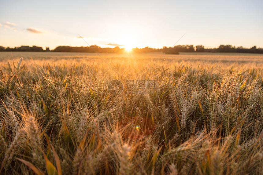 日落日出时农场种植大麦作物的黄金田图片