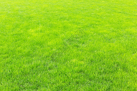 草皮贴图雨后新绿草的草坪背景