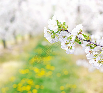 春天五颜六色芬芳的苹果园图片