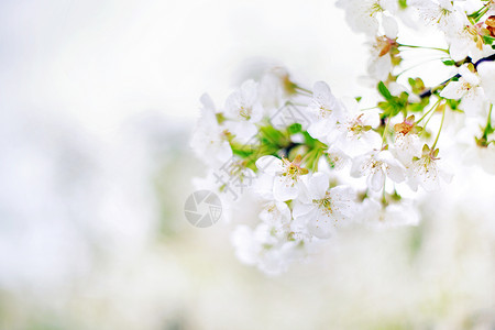 春天苹果树美丽的新鲜枝条图片