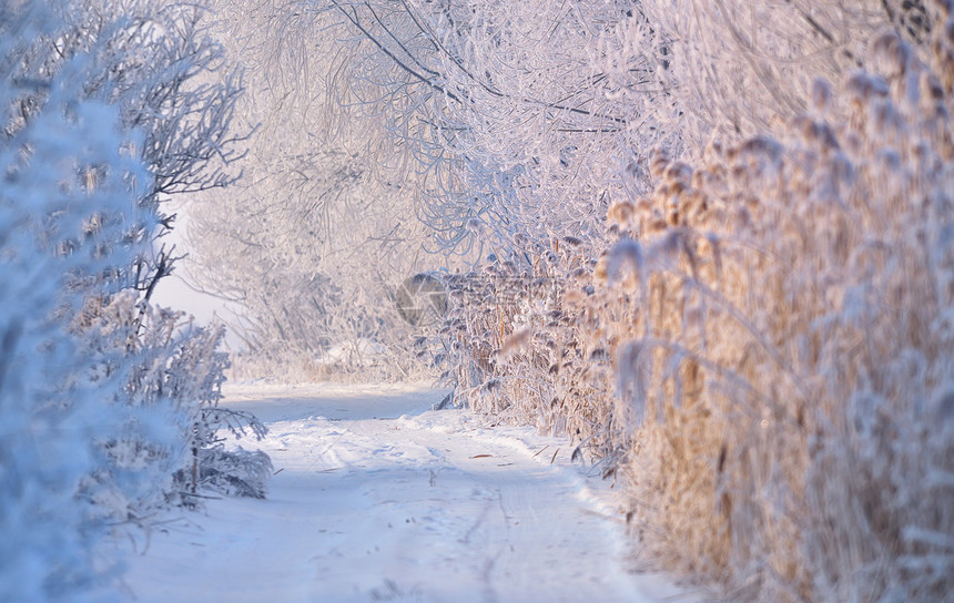 农村的道路上覆盖着雪,结霜的树图片