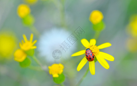 春天黄花上的瓢虫图片