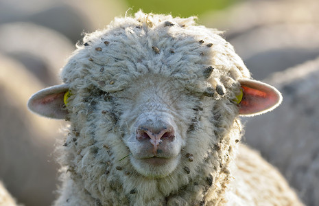 春天田野里的羊头图片