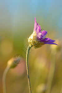 夏野菊花图片