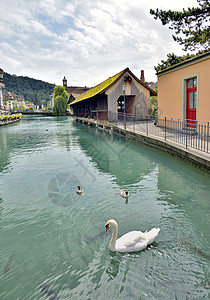 天鹅Thun市河流阿雷,瑞士图片